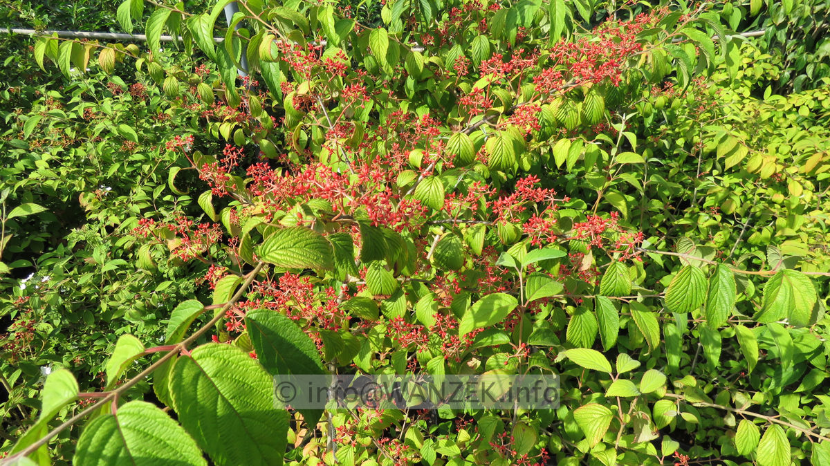 Viburnum plicatum Cascade 04 Beeren.JPG
